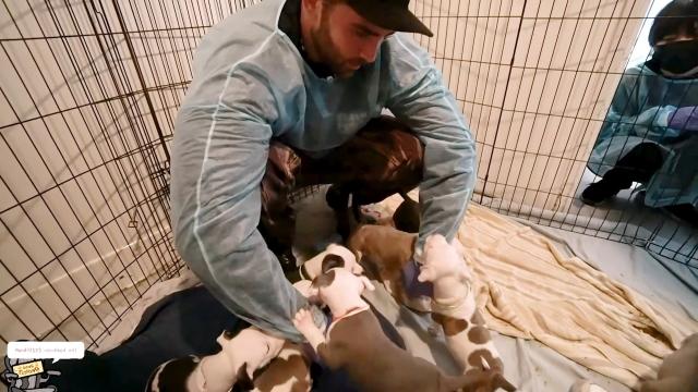 Twitch Star Hasan Gives $AU37K So Shelter Dogs Find Forever Families