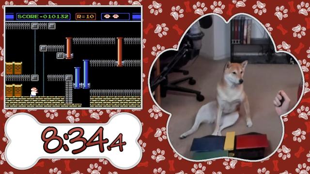 World’s Coolest Dog Set To Speedrun Unbeloved Nintendo Game