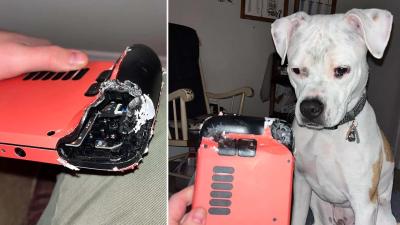 Puppy Chews Up Steam Deck, Is Very Cute And Sorry [Updated]